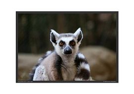 Katta sur Matthias Brix