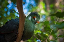 Fou à joues blanches