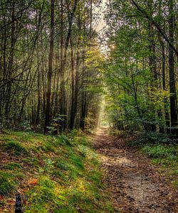 Waldweg in der Morgensonne