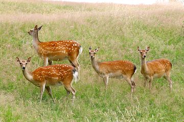 famille de cerfs sur Heike Hultsch