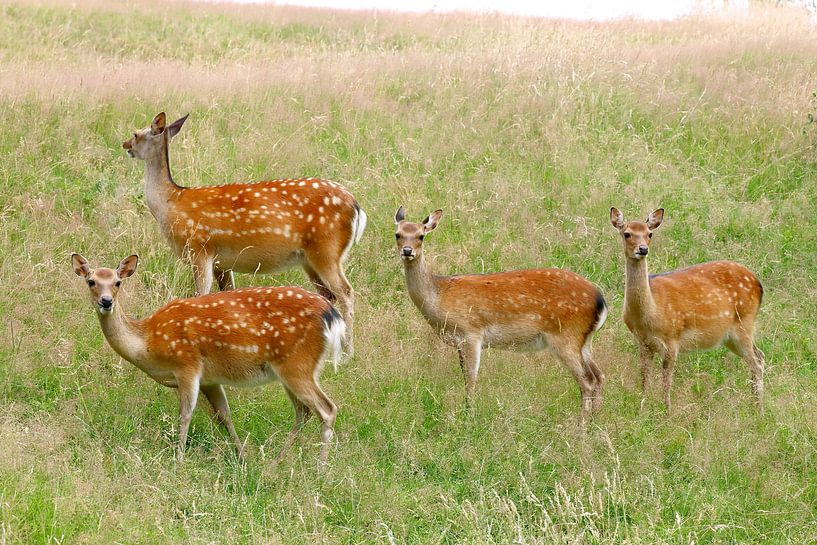 deer family by Heike Hultsch
