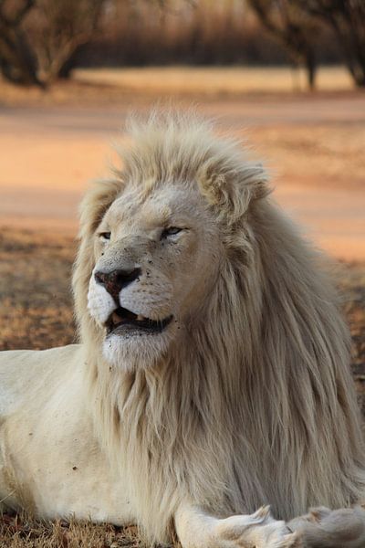 White Lion by Marjolein Martens