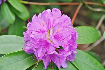 un rhododendron en fleur