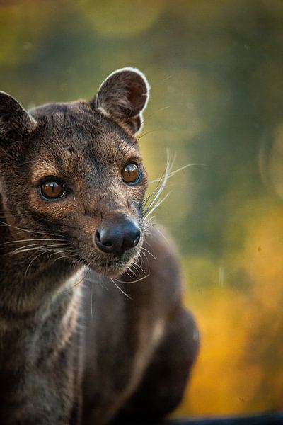 Fossa with summer colours by Design Wall Arts