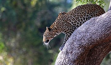 Leopard ready to jump - Africa wildlife van W. Woyke