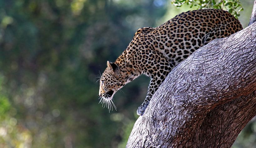 Sprungbereiter Leopard - Afrika wildlife von W. Woyke