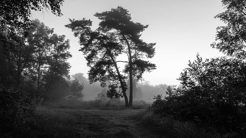 Misty Twilight Silhouette Trees (B&amp;W) von wimke247