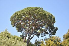 Coniferous tree against blue sky by Bart van Wijk Grobben