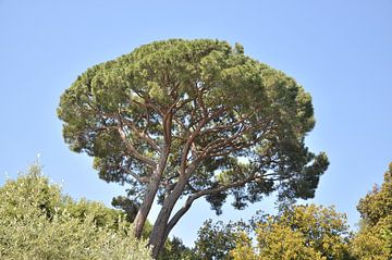 Nadelbaum gegen blauen Himmel von Bart van Wijk Grobben