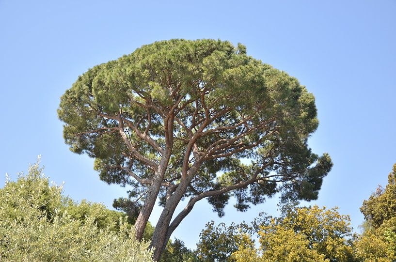 Conifère sur fond de ciel bleu par Bart van Wijk Grobben
