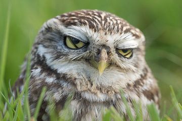 Sleepy Little Owl in the grass by Jeroen Stel