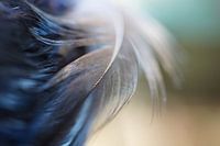Whirlwind