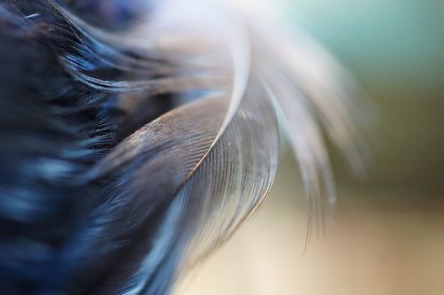 Whirlwind by Carla Mesken-Dijkhoff