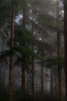 Bäume in nebliger Waldlandschaft