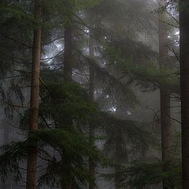 Bomen in mistig boslandschap van Kelvin Middelink