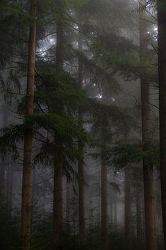 Bäume in nebliger Waldlandschaft von Kelvin Middelink
