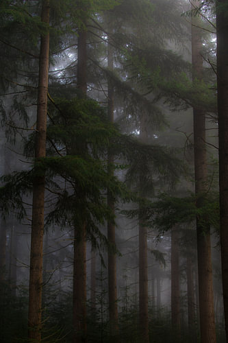 Bäume in nebliger Waldlandschaft