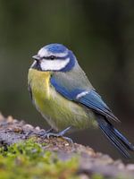Pimpelmeesje