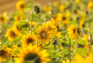 Zonnebloemen von John Kreukniet