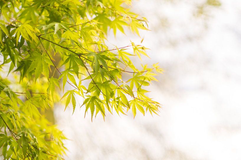 Groene esdoorn. van Sungi Verhaar