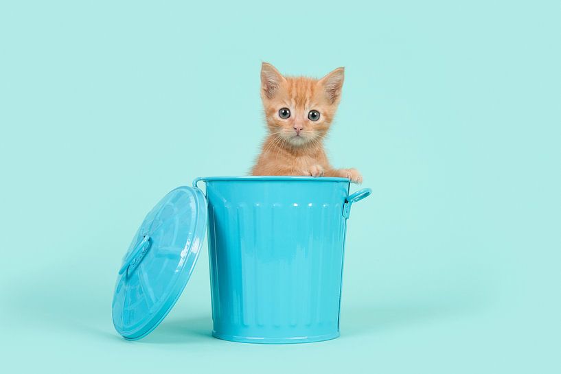 Rood kitten in het blauw / Red ginger 8 weeks old baby cat in a blue dustbin on a turquoise  von Elles Rijsdijk