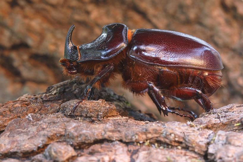 European Rhinoceros Beetle (Oryctes nasicornis) by Ronald Pol