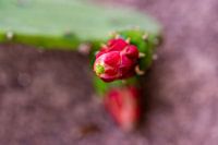 Rote Kaktusblüte