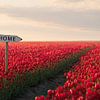 Rotes Tulpenfeld mit Wegweiser: Startseite von Vlindertuin-Art