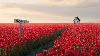 Rotes Tulpenfeld mit Wegweiser: Startseite