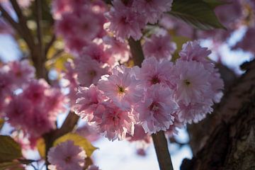 Roze bloesems van een sierkers tegen het licht