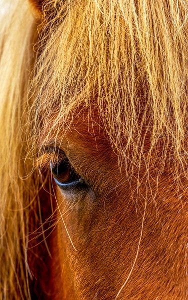 Isländisches Pferd von Idphotography