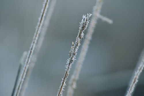 Vorst