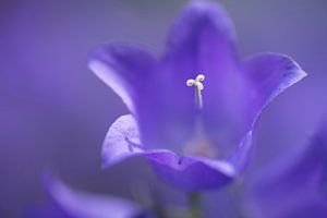 Take a closer look (Detail einer Campanula)
