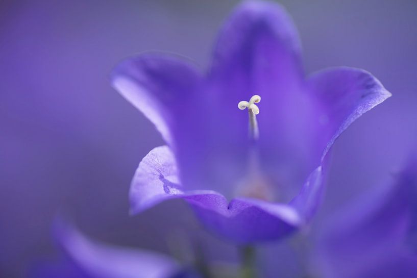 Take a closer look (Detail shot of a Campanula) by Birgitte Bergman