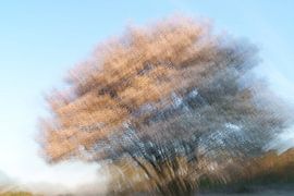 Currant tree