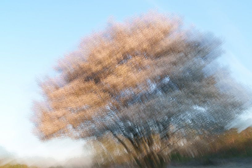 Johannisbeerbaum von Pauline Weder, wederfotografie