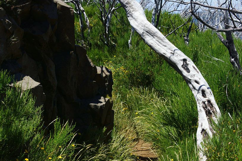 Boom en rotsen by Michel van Kooten