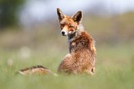 Red fox van Pim Leijen thumbnail