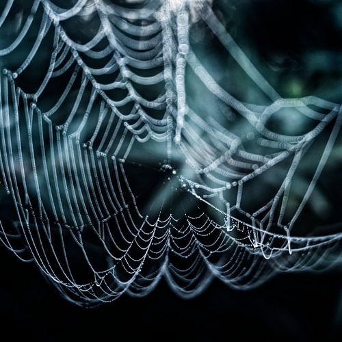 Spider web with dewdrops
