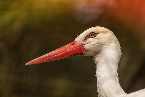 Storch in schönen Herbstfarben
