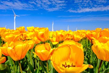 Tulpen in een veld tijdens een mooie lentedag met windmolens van Sjoerd van der Wal Fotografie