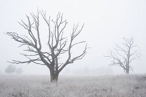 Baumbilder im Nebel