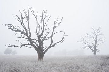 Boom beelden in de mist van Cor de Hamer