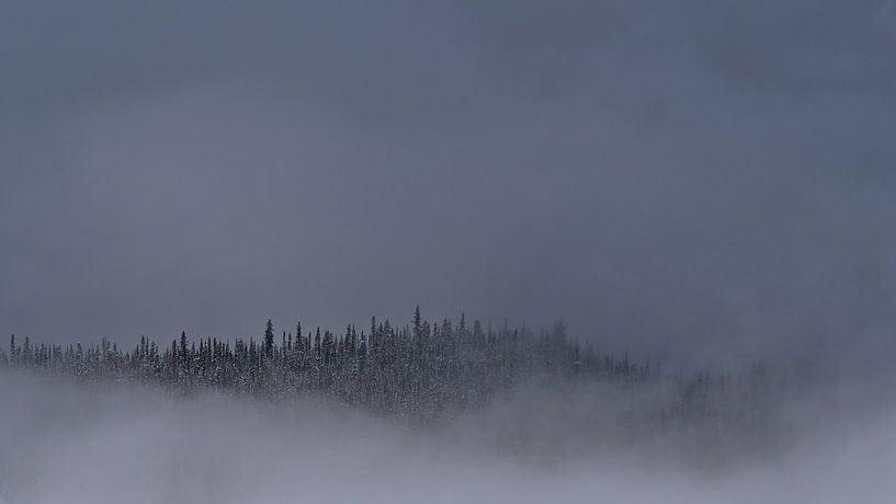 Forest in the clouds by Timon Schneider