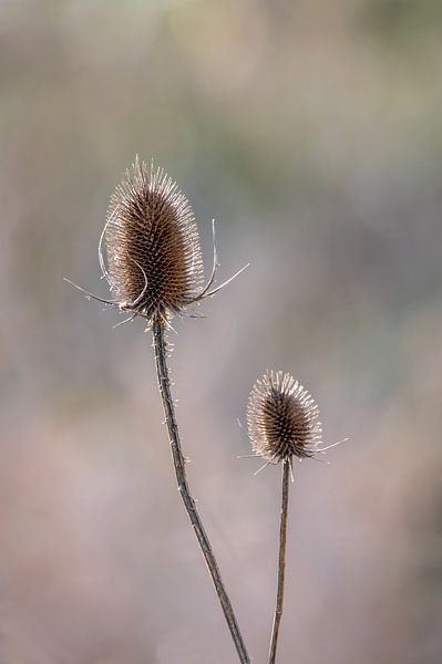 Dipsacus in backlight by Gonnie van de Schans