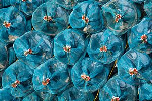 Shrimp nets