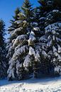 Dennenbomen in de sneeuw von Andrea Ooms Miniaturansicht