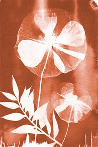 Bronze Mohn
