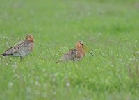 Black-tailed godwits in the grass