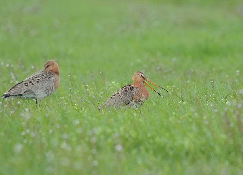 Uferschnepfen im Gras von Benjamin Simmelink